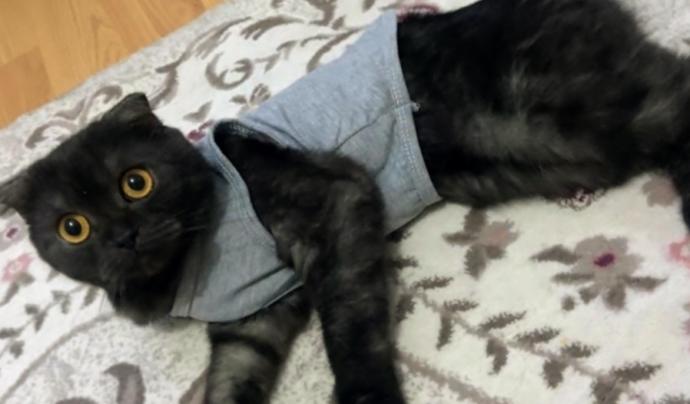Evimizin ve Hayatımızın Neşesi Olan, Birbirinden İlginç Özellikli 5 Tatlı Kedi!