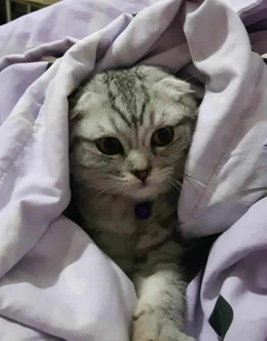 Evimizin ve Hayatımızın Neşesi Olan, Birbirinden İlginç Özellikli 5 Tatlı Kedi!