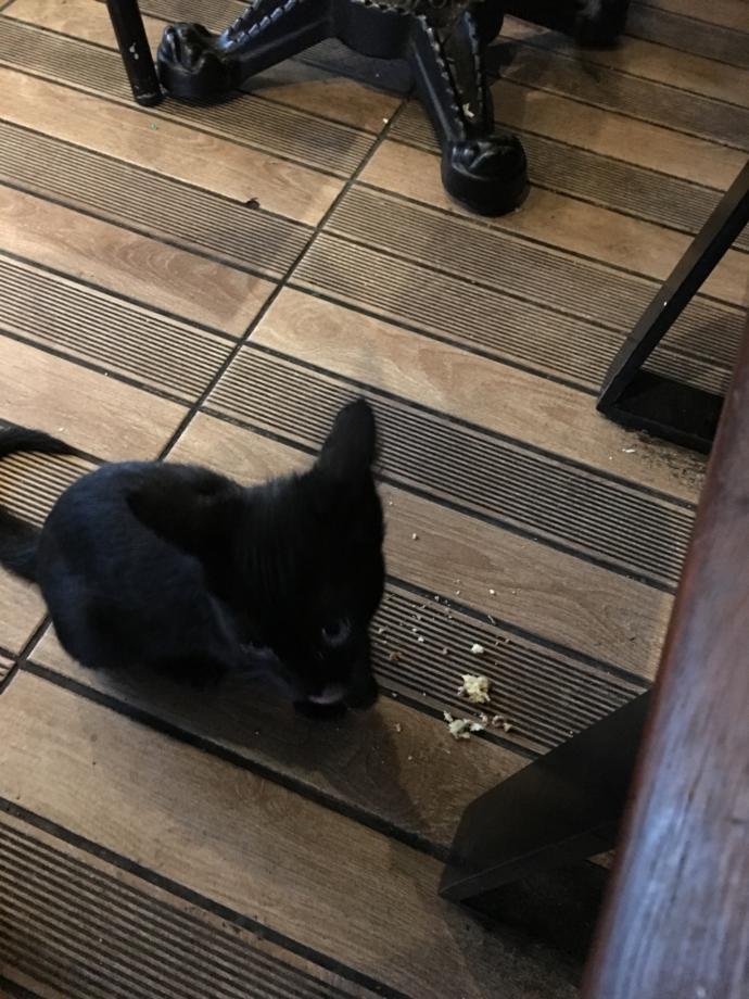 Evimizin ve Hayatımızın Neşesi Olan, Birbirinden İlginç Özellikli 5 Tatlı Kedi!