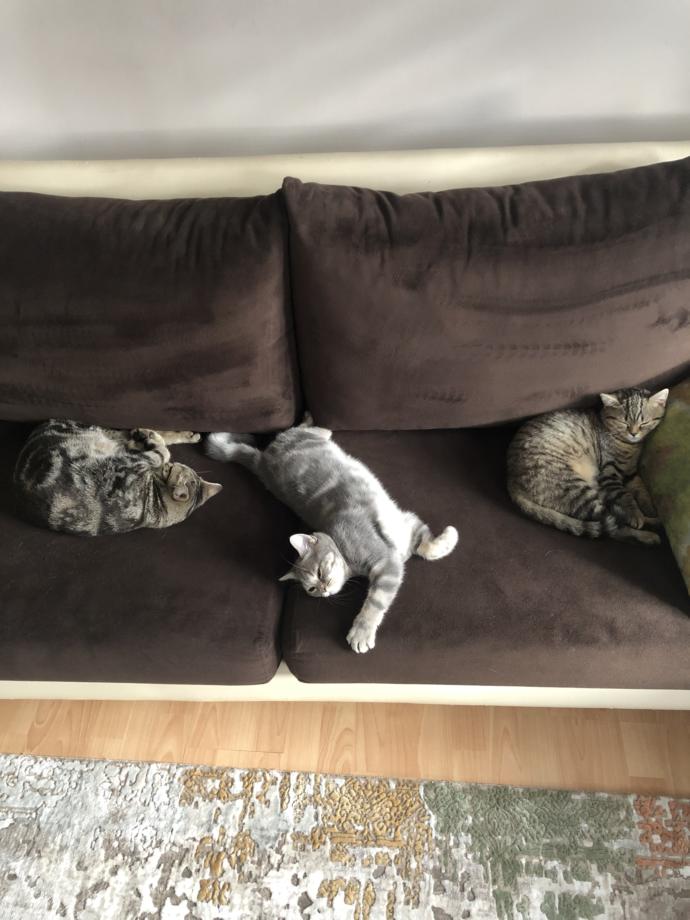 Evimizin ve Hayatımızın Neşesi Olan, Birbirinden İlginç Özellikli 5 Tatlı Kedi!