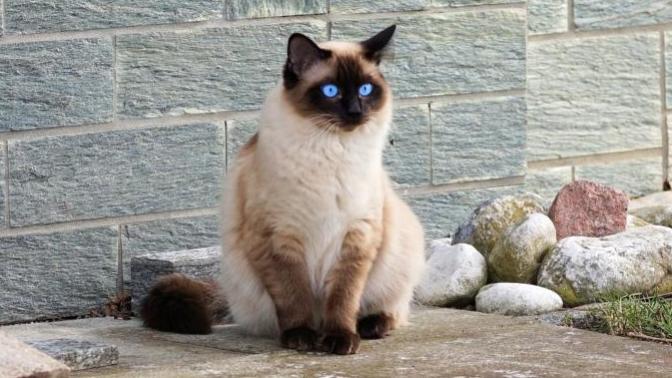 Evimizin ve Hayatımızın Neşesi Olan, Birbirinden İlginç Özellikli 5 Tatlı Kedi!