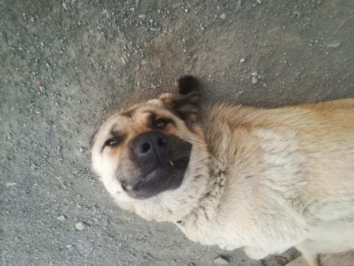 Bu Hayvanları Evde Beslerken Bir Daha Düşünün!