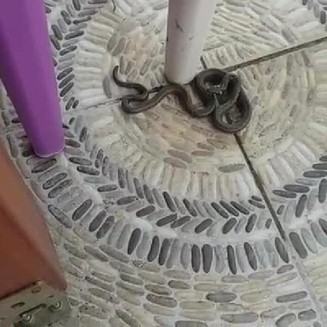 Sultangazi'de Bazı Mahalleleri Yılanlar Bastı!