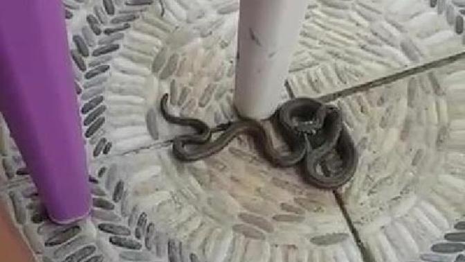 Sultangazi'de Bazı Mahalleleri Yılanlar Bastı!