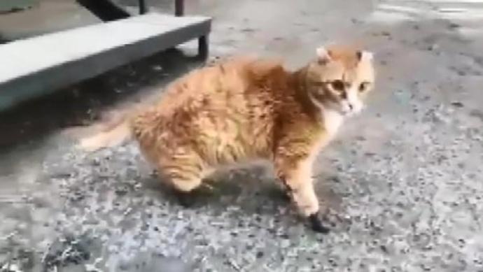 Sokak Kedisi Rhyzik