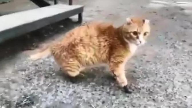 Rusya'da Aşırı Soğuklar Nedeniyle 4 Patisini Kaybeden Kediye Protez Pati Yapıldı