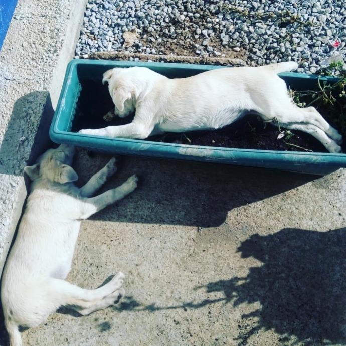 Saksı güzelleri uyuyor