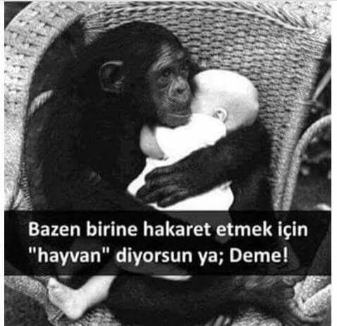 Hayvansever İnsanların İçini Isıtacak Kareler