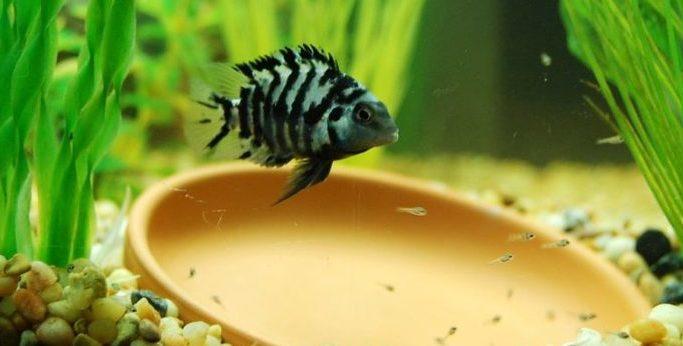İnsanlar Gibi Aşk Acısı Çeken Canlı: Dişi Zebra Balığı!