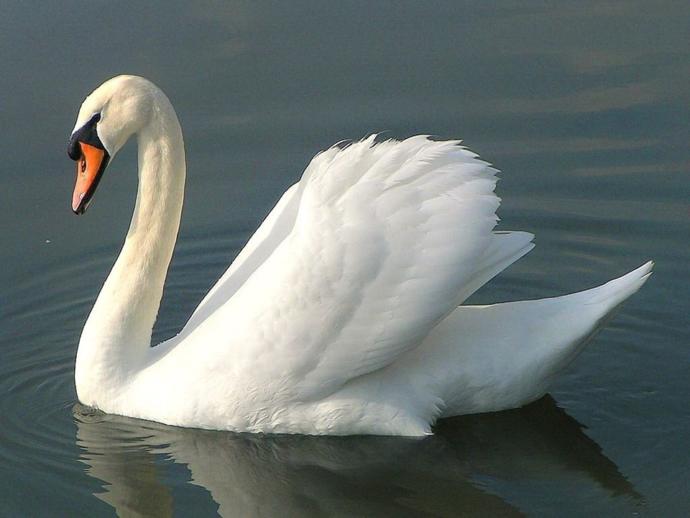 KUĞU