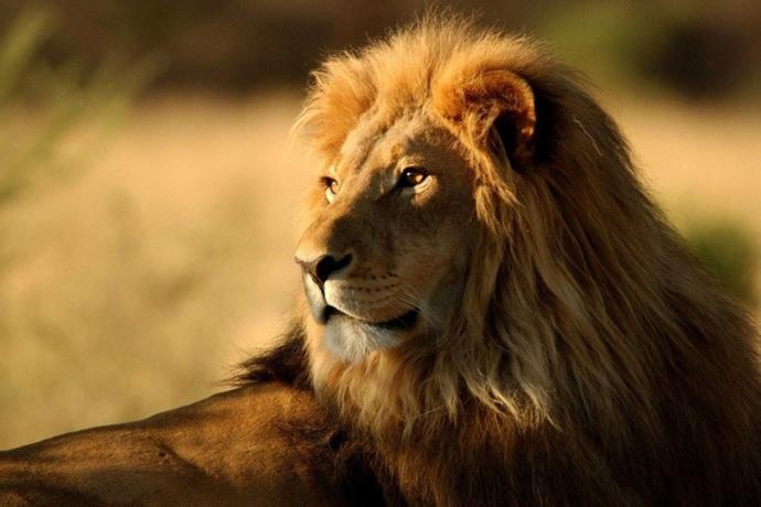 Aslan