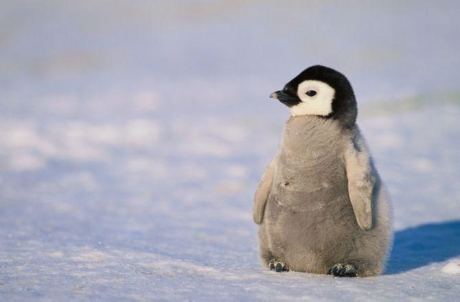 Penguen