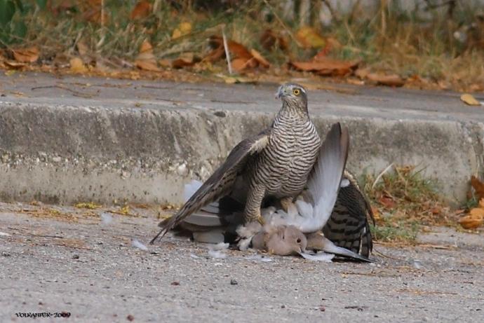 İsmini Çoğu Zaman Duyduğumuz Ama Özelliklerini Bilmediğimiz 5 Kuş Türü!