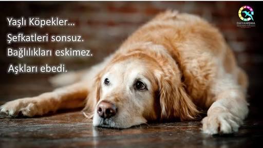 Köpekler de aşık oluyor demek ki :/