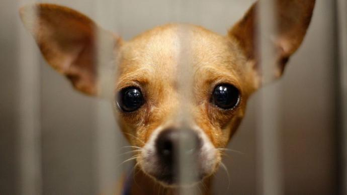 İnsanın En Sadık Dostu: Köpekler İle İyi Anlaşmanın Yolları!