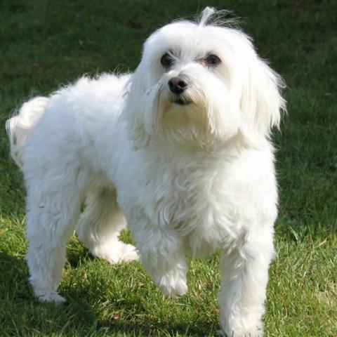 İnsanın En Sadık Dostu: Köpekler İle İyi Anlaşmanın Yolları!