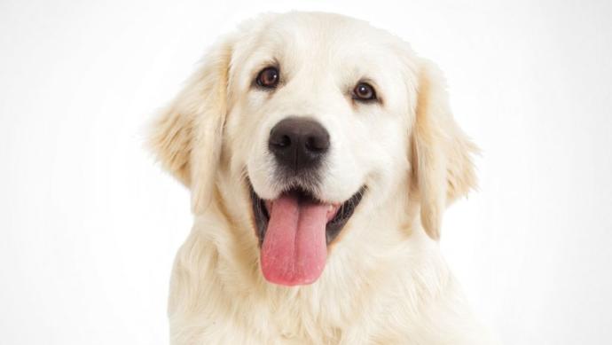 İnsanın En Sadık Dostu: Köpekler İle İyi Anlaşmanın Yolları!