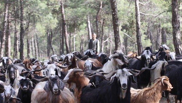 32 Yıldır Ormanda Yaşayan Aile!