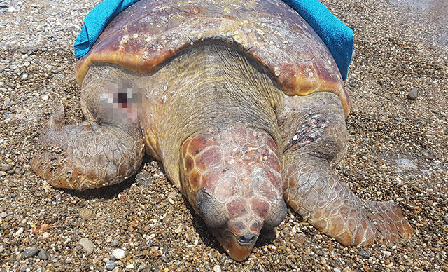 Tüfekle Vurulmuş Caretta Caretta