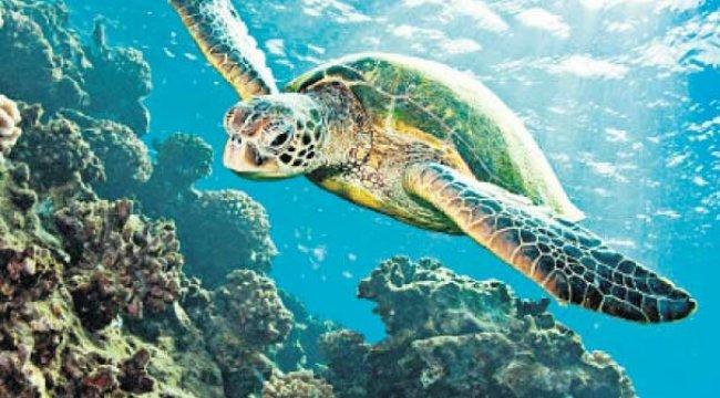 Caretta Caretta