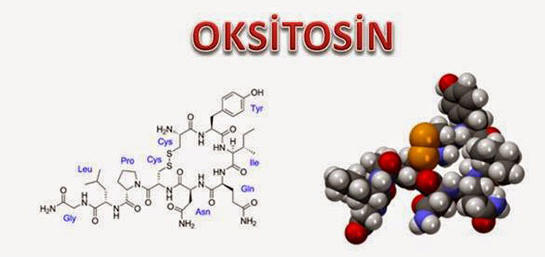 Oksitosin ve Erkekler!