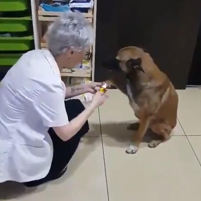 Eczacı Banu Cengiz, Sokak Köpeğini Tedavi Etti