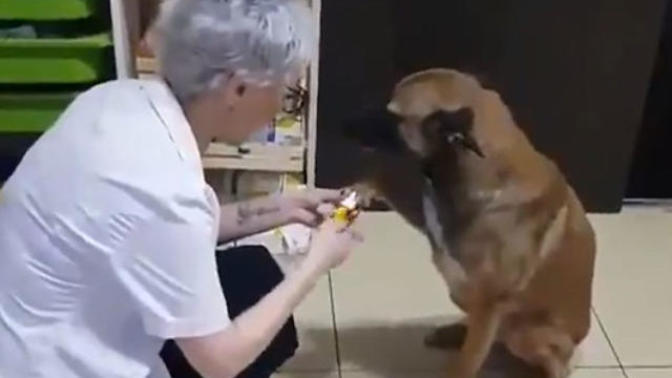 Patisinden Yaralanan Köpek Kendi Başına Eczaneye Gidip Tedavi Oldu! (Video Haber)