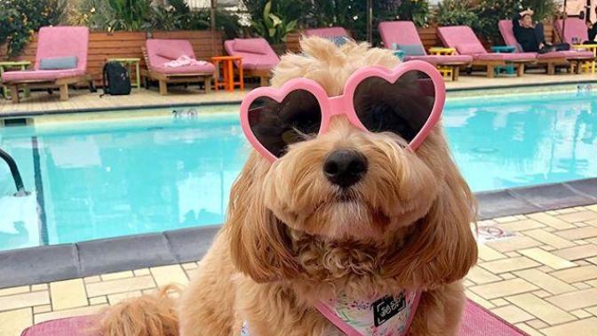 Instagram'ın En Cool Köpüşü Kenzie'nin, Hepimizi Kıskandıracak Paylaşımlarını İnceliyoruz!