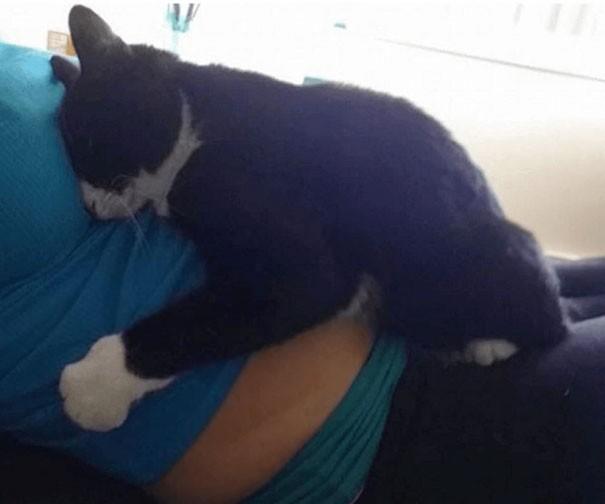 Yaşadığı Eve Yeni Eklenecek Olan Minik Üyeyi Daha Doğmadan Seven Ve Koruyan Kedi Panda