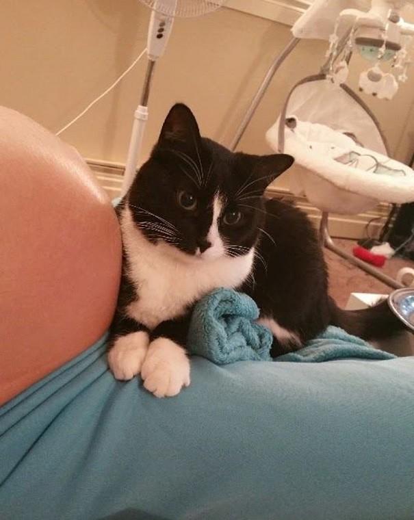 Yaşadığı Eve Yeni Eklenecek Olan Minik Üyeyi Daha Doğmadan Seven Ve Koruyan Kedi Panda