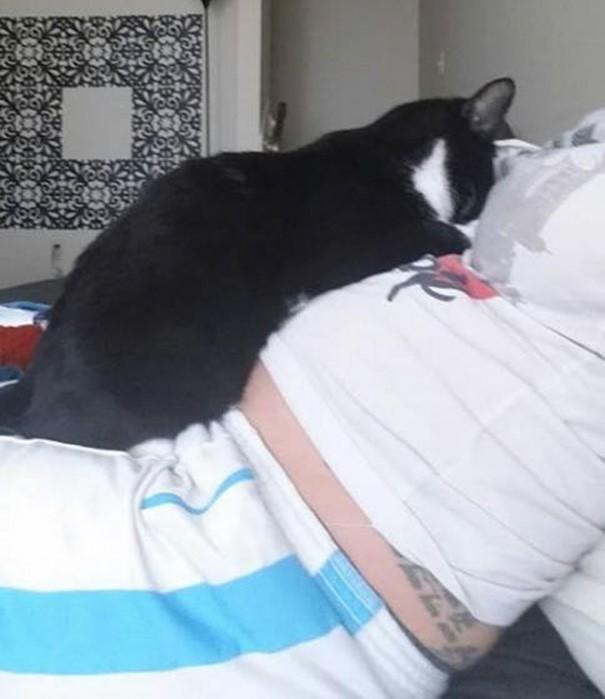 Yaşadığı Eve Yeni Eklenecek Olan Minik Üyeyi Daha Doğmadan Seven Ve Koruyan Kedi Panda
