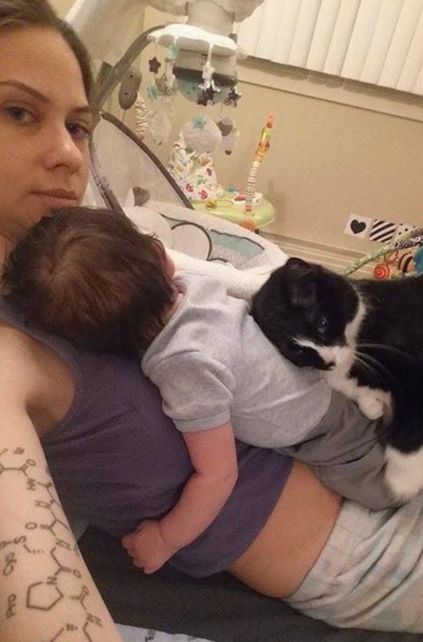Yaşadığı Eve Yeni Eklenecek Olan Minik Üyeyi Daha Doğmadan Seven Ve Koruyan Kedi Panda