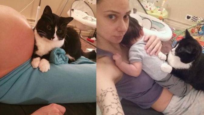 Yaşadığı Eve Yeni Eklenecek Olan Minik Üyeyi Daha Doğmadan Seven Ve Koruyan Kedi Panda