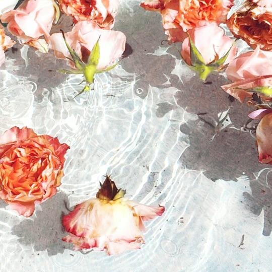 Güller 🌹