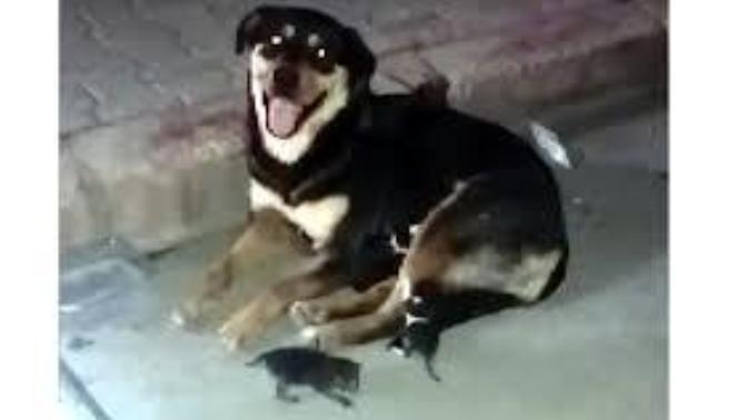 Anneleri Ölen Kedileri, Köpek Emzirdi! (Video Haber)