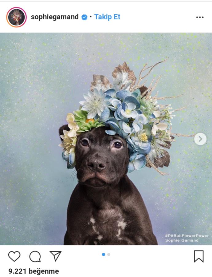 Pitbull ve Çiçek: Instagram Bloggerı Sophie Gamand'ın #PitBullFlowerPower Etiketli Muhteşem Paylaşımları