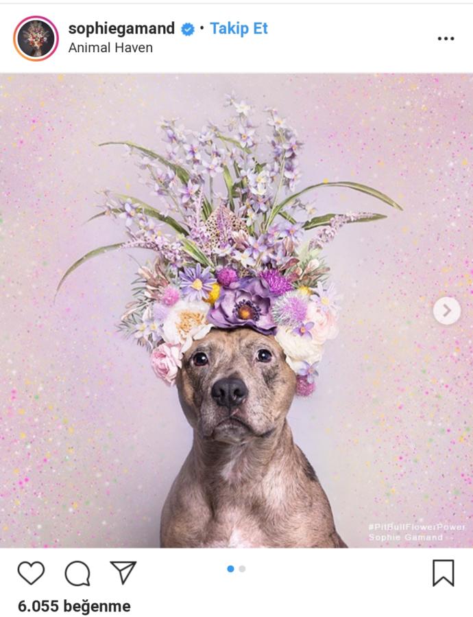 Pitbull ve Çiçek: Instagram Bloggerı Sophie Gamand'ın #PitBullFlowerPower Etiketli Muhteşem Paylaşımları