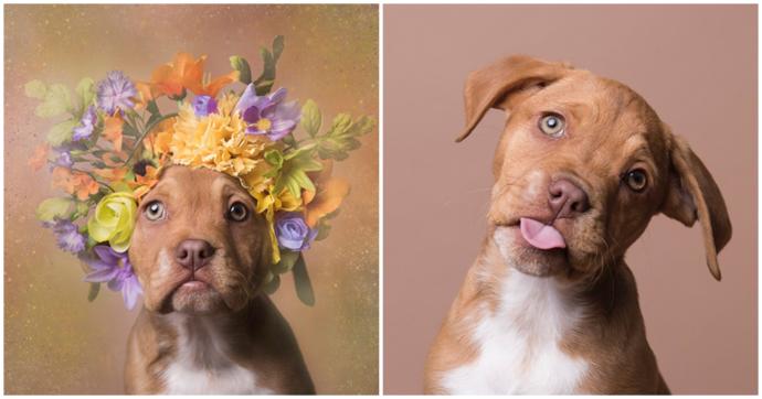 Pitbull ve Çiçek: Instagram Bloggerı Sophie Gamand'ın #PitBullFlowerPower Etiketli Muhteşem Paylaşımları