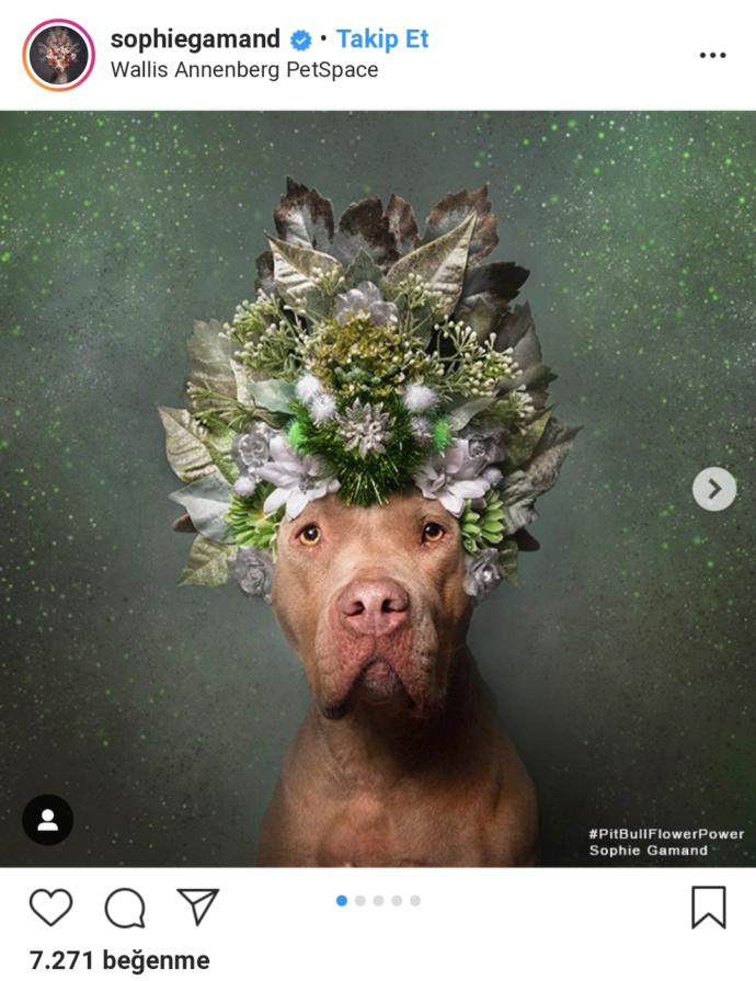 Pitbull ve Çiçek: Instagram Bloggerı Sophie Gamand'ın #PitBullFlowerPower Etiketli Muhteşem Paylaşımları