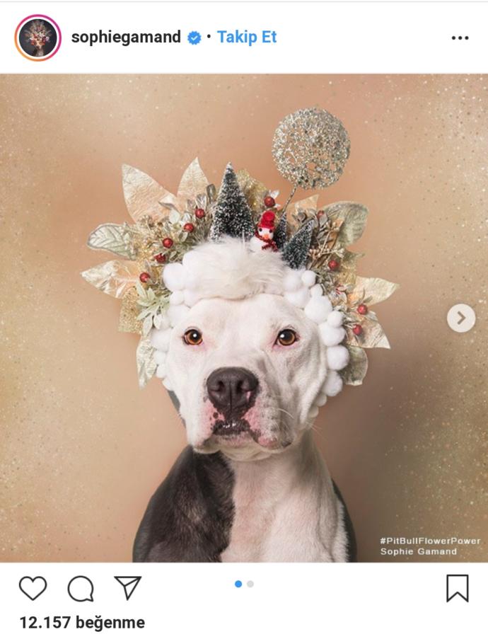 Pitbull ve Çiçek: Instagram Bloggerı Sophie Gamand'ın #PitBullFlowerPower Etiketli Muhteşem Paylaşımları