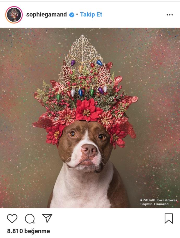 Pitbull ve Çiçek: Instagram Bloggerı Sophie Gamand'ın #PitBullFlowerPower Etiketli Muhteşem Paylaşımları