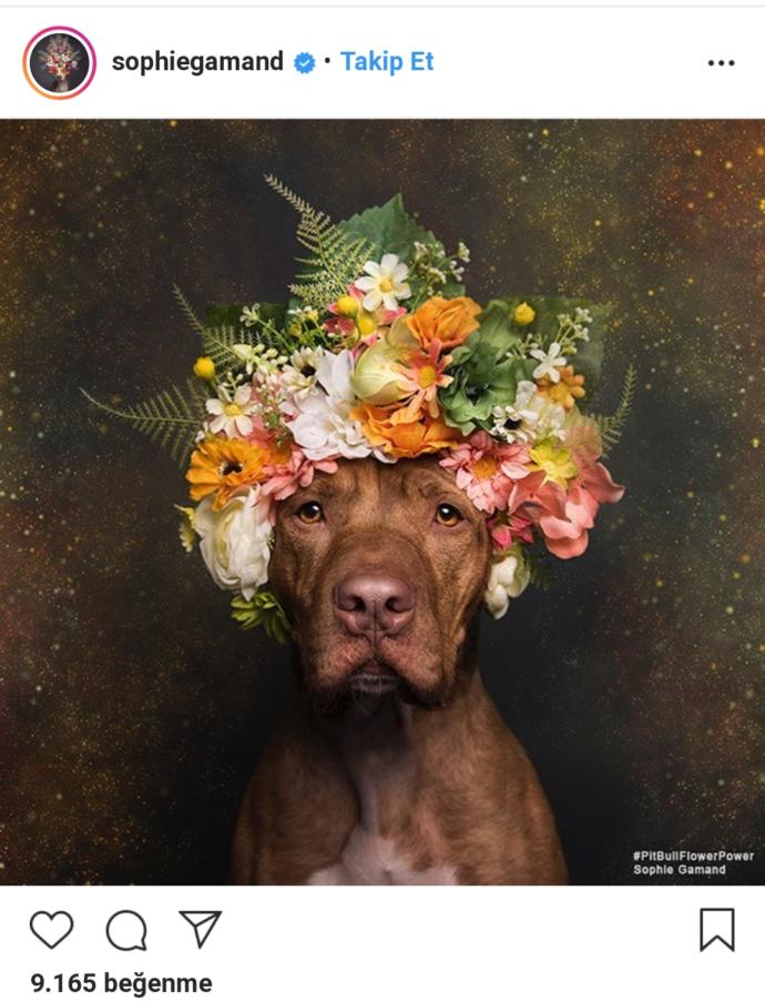 Pitbull ve Çiçek: Instagram Bloggerı Sophie Gamand'ın #PitBullFlowerPower Etiketli Muhteşem Paylaşımları