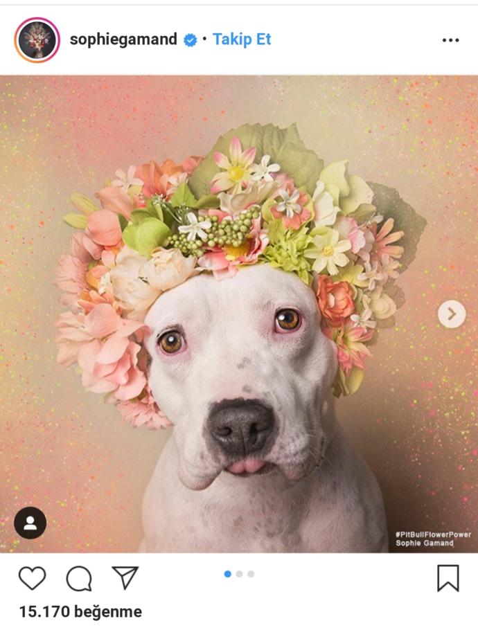 Pitbull ve Çiçek: Instagram Bloggerı Sophie Gamand'ın #PitBullFlowerPower Etiketli Muhteşem Paylaşımları