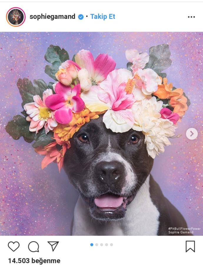 Pitbull ve Çiçek: Instagram Bloggerı Sophie Gamand'ın #PitBullFlowerPower Etiketli Muhteşem Paylaşımları