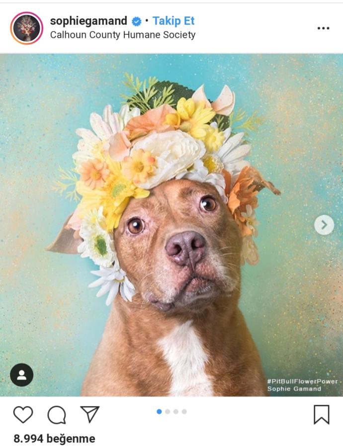 Pitbull ve Çiçek: Instagram Bloggerı Sophie Gamand'ın #PitBullFlowerPower Etiketli Muhteşem Paylaşımları