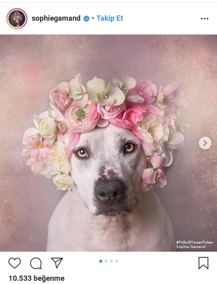 Pitbull ve Çiçek: Instagram Bloggerı Sophie Gamand'ın #PitBullFlowerPower Etiketli Muhteşem Paylaşımları