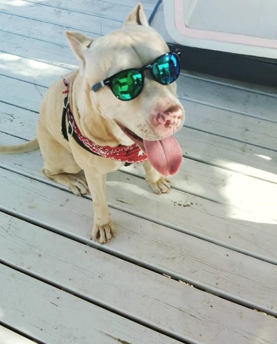 Pitbull ve Çiçek: Instagram Bloggerı Sophie Gamand'ın #PitBullFlowerPower Etiketli Muhteşem Paylaşımları