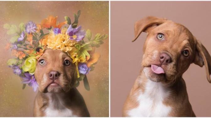 Pitbull ve Çiçek: Instagram Bloggerı Sophie Gamand'ın #PitBullFlowerPower Etiketli Muhteşem Paylaşımları