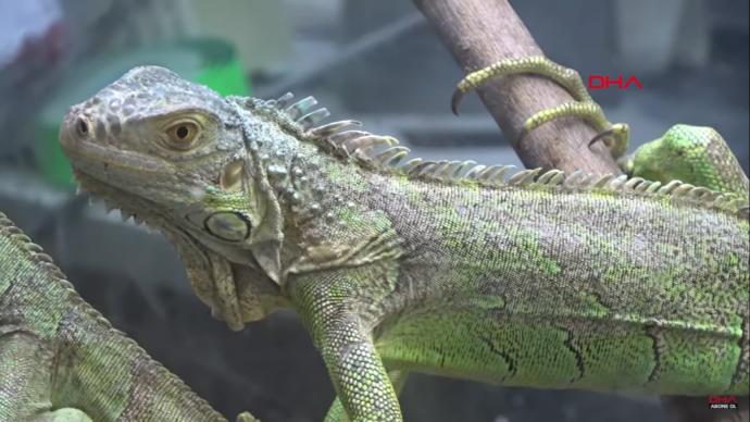 İguana
