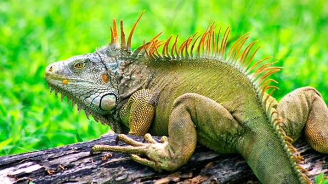 Antalyalı Gençlerin 'İguana' Sevgisi, Sevgililer Günü'nde Talep Patlaması Yaşanıyor